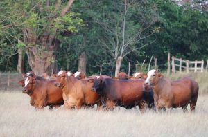 sistemas silvopastoriles contra estrés calórico en ganadería