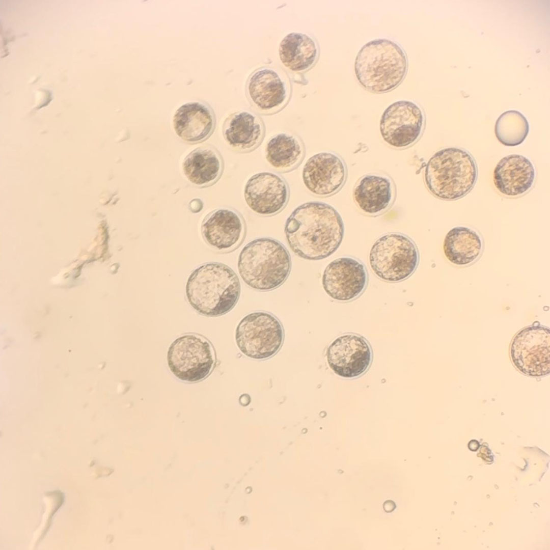 EMBRIONES VITROLAB 3