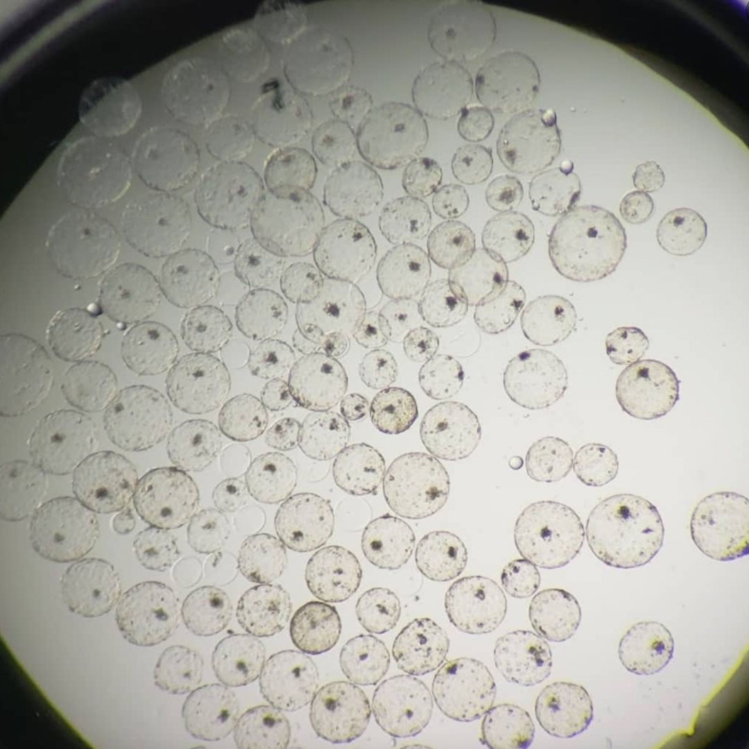EMBRIONES VITROLAB 4