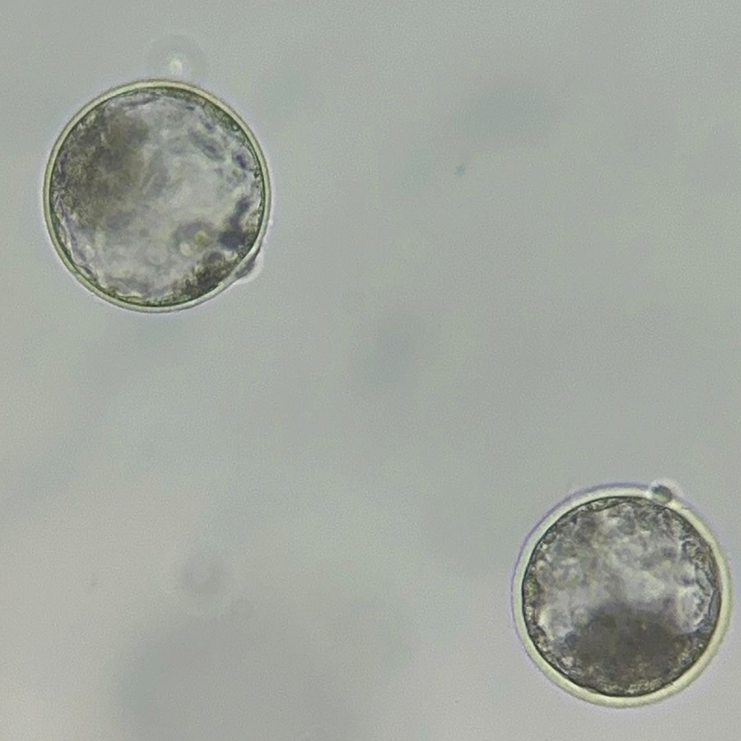 EMBRIONES VITROLAB